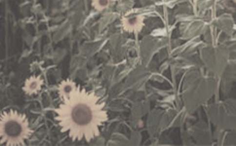 �P��̫ꖻ�������