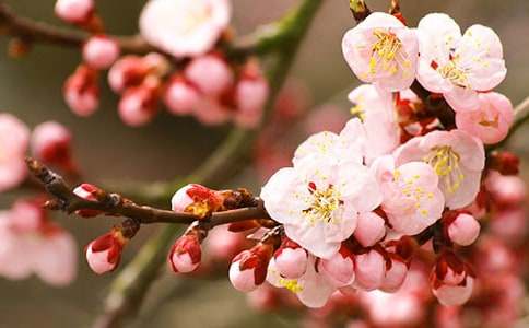 �茑�һ��־���ľ���