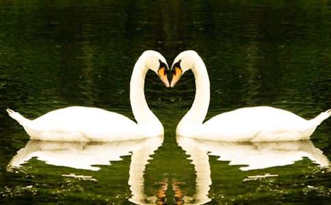 《天鵝的故事》教學(xué)實錄素材