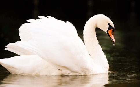 《天鵝的故事》教學(xué)教案