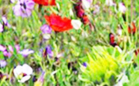 歌曲《田野在召喚》的教學(xué)設(shè)計