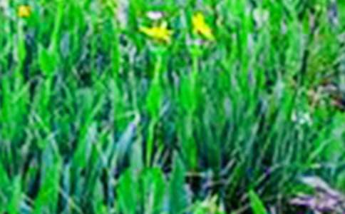 《我們的田野》教學設計