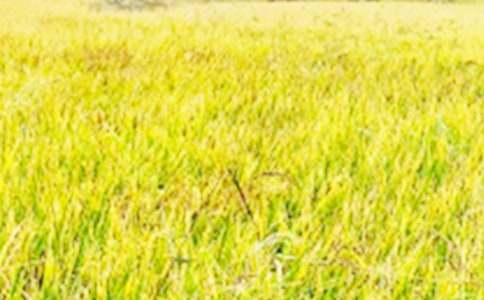 《田野在召喚》評(píng)課稿4篇【優(yōu)】