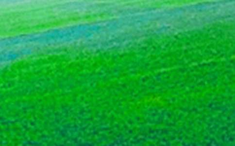 美麗的田野作文匯編15篇