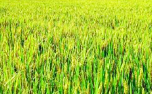 田野即景作文(精選15篇)