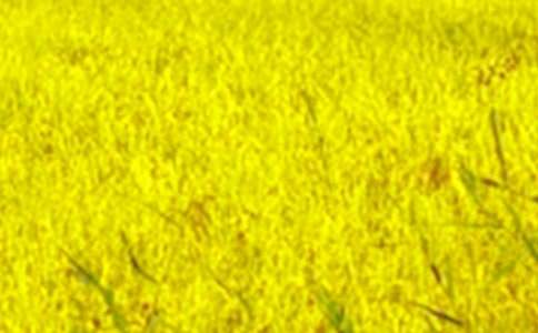 田野即景作文(15篇)