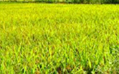 《田野在召喚》教學(xué)設(shè)計(jì)