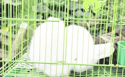 我的寵物兔子作文