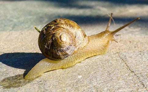 繪畫小蝸牛小班美術(shù)教案