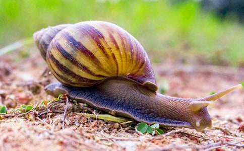 蝸牛小學(xué)作文