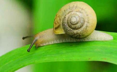 跑得很快的蝸牛作文