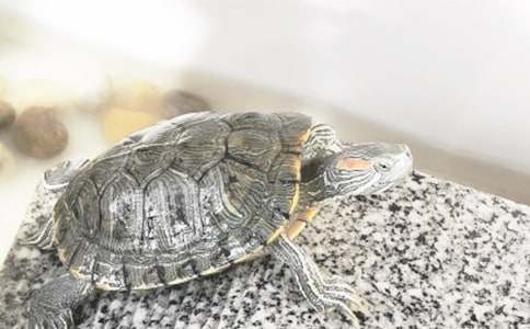 【熱】可愛的小烏龜作文