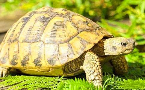 【精選】我家的烏龜作文七篇