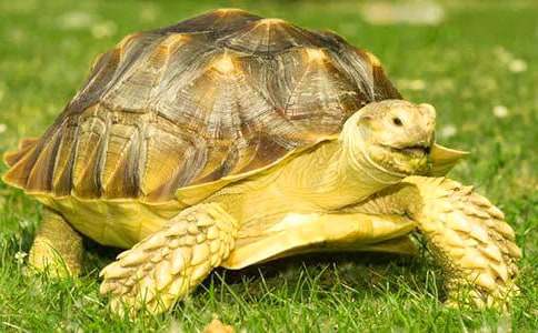 小烏龜的作文合集7篇