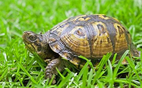 兩只可愛的小烏龜作文