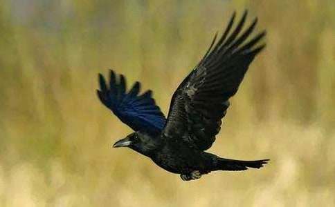 烏鴉喝水教學(xué)反思