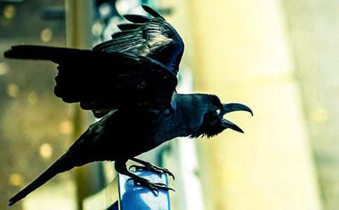 《和烏鴉做鄰居》讀后感精品15篇