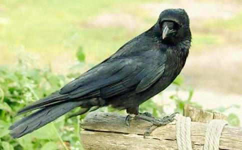 《和烏鴉做鄰居》讀后感15篇