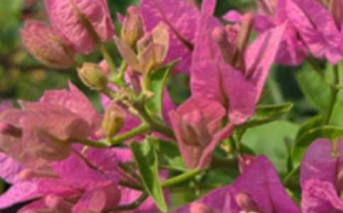 �P���������簲�İ�40��