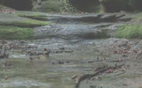 我是小溪流作文