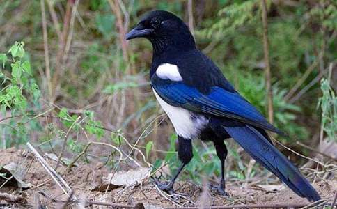 ���ϲ�o�Ľ̌W