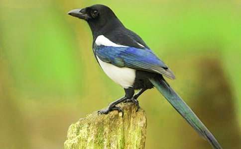 �����ϲ�o���̌W(xu��)�O(sh��)Ӌ