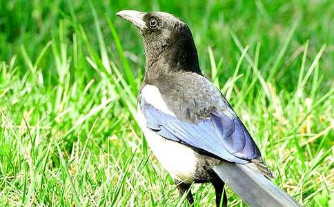 最新《樹和喜鵲》教學設計范文