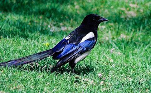 樹和喜鵲教學(xué)設(shè)計