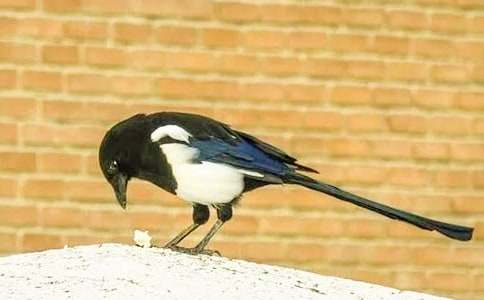 《樹和喜鵲》教學(xué)設(shè)計(jì)范文