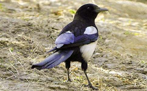 《樹和喜鵲》教學(xué)設(shè)計(jì)15篇