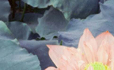 ��������Ȧ�İ�