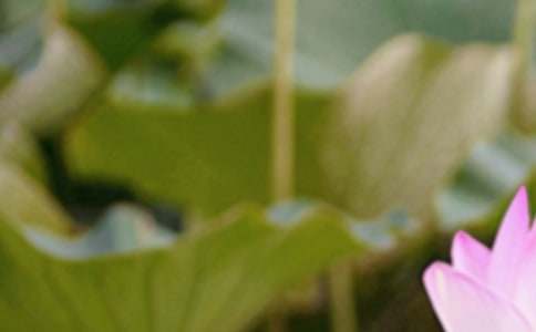 夏至來(lái)了文案