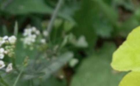 夏至文案簡(jiǎn)短干凈