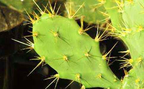 仙人掌作文15篇【精選】