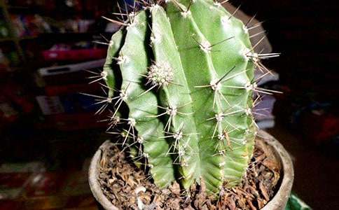 我的植物朋友仙人掌作文