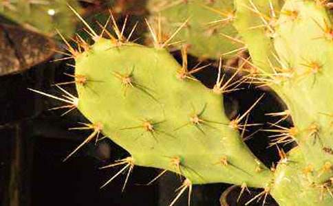 仙人掌作文(匯編15篇)