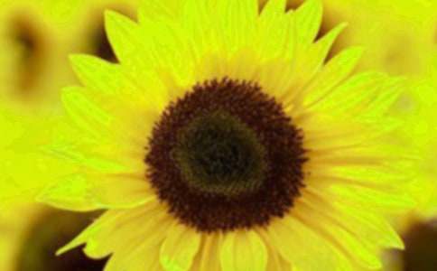 向日葵作文(集錦15篇)