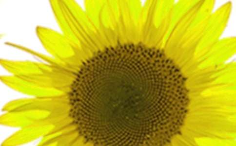 �茑���տ�������15ƪ