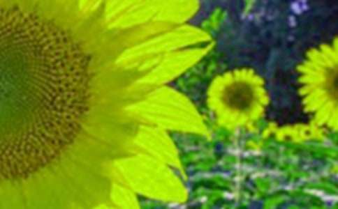 �����տ�������