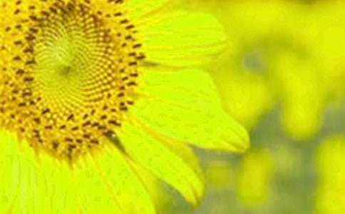 二年級美術(shù)《好大向日葵》評課稿