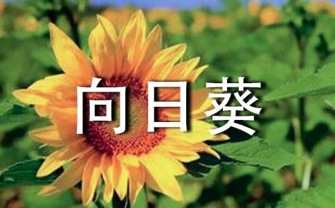 關(guān)于向日葵的作文