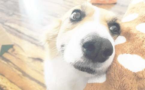 小動物作文小狗