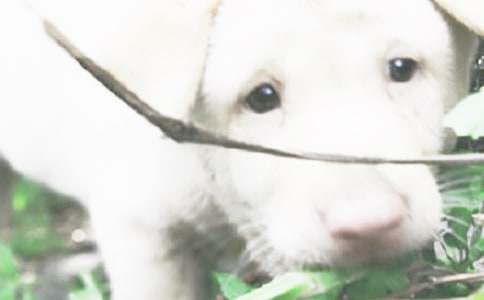 描寫小狗的作文15篇