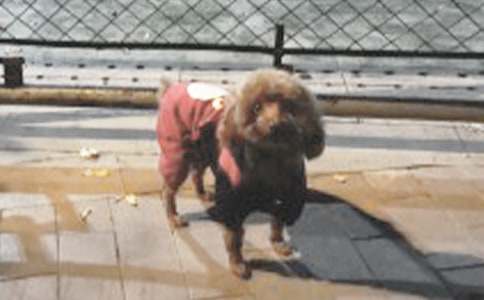 【精選】描寫小狗的作文匯總7篇