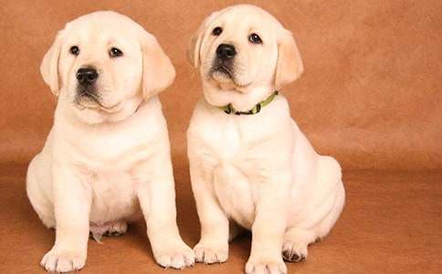 【精品】描寫小狗的作文合集八篇