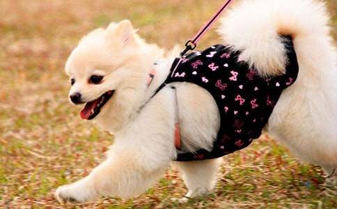 【薦】關(guān)于小狗的作文