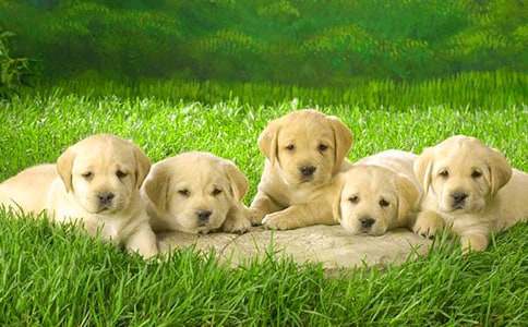 【實用】描寫小狗的作文匯總4篇