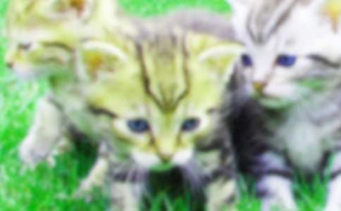 小兔和小貓作文