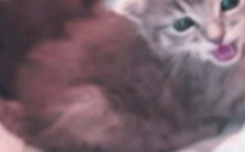 ϲ�gС؈��������