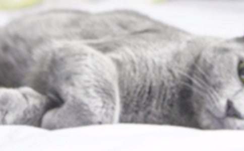 小貓的作文【匯總15篇】